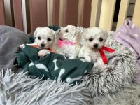 dziewczynki - 5 tygodni